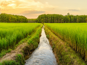 NSW Productivity Commission submission to the 2021 Rice Vesting Review